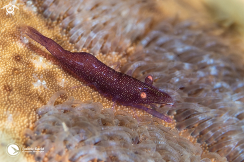 A Zenopontonia soror | Starfish Shrimp