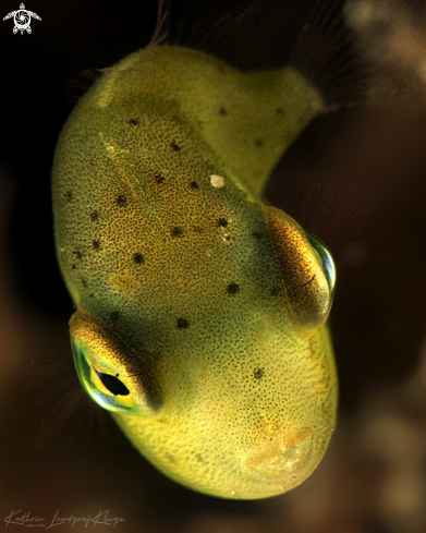 A Brachaluteres taylori | Juvenile Puffer Filefish