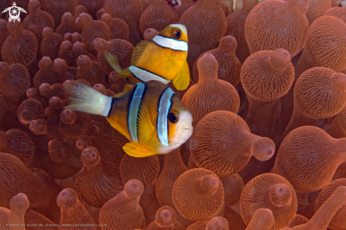 A Clown fish, Nemo