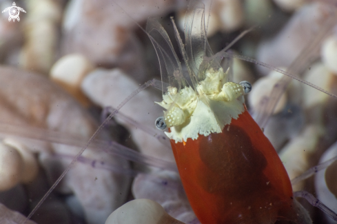 A Cuapetes kororensis,  | Popcorn shrimp