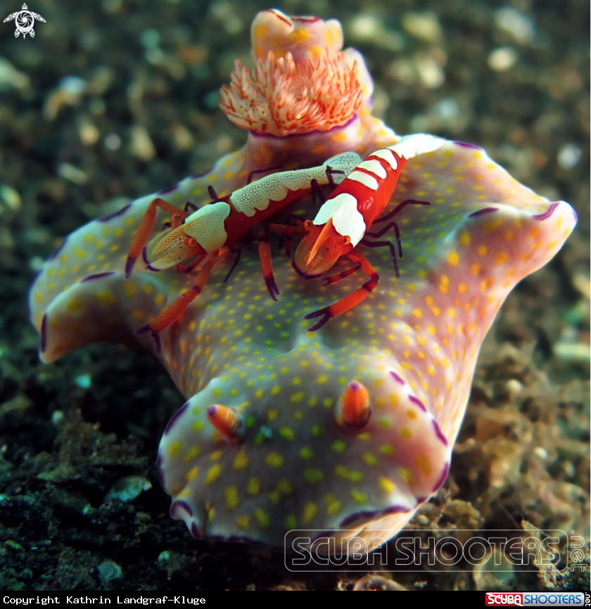 A Two Emperor Shrimps on a Nudibranch