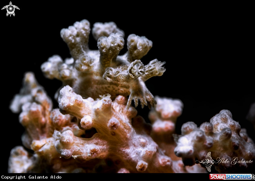 Critter camouflaged with hard coral