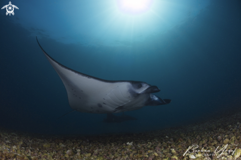 A Manta ray