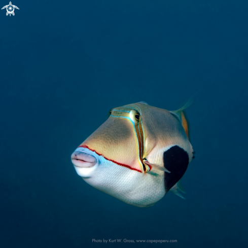 A Rhinecanthus verrucosus | Blackpatch Triggerfish