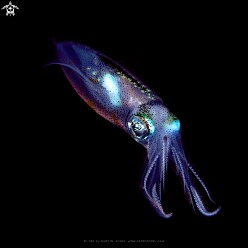 A Squid | Squid