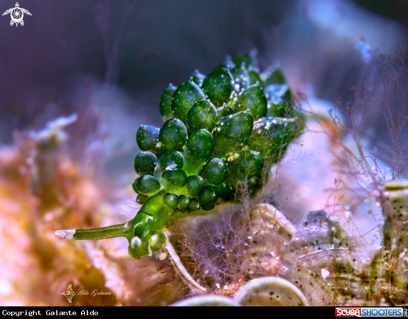A Grapeweed Sea slug - Nudibranch