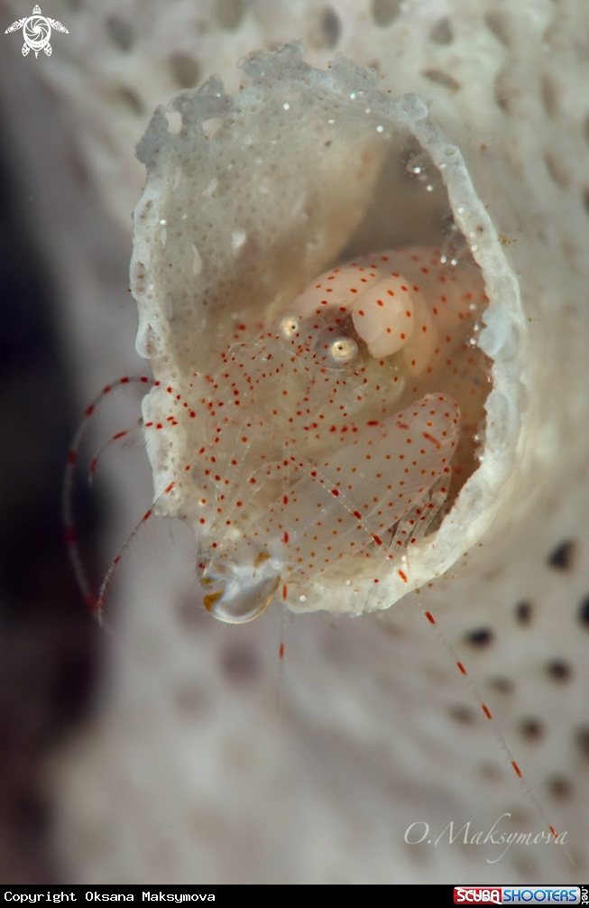 Bryozoan Snapping Shrimp