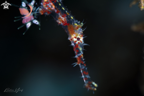 A Solenostomus paradoxus | Ornate Ghost Pipefish