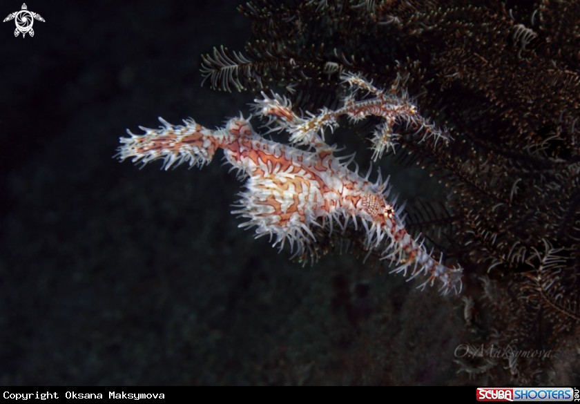 A Couple of Harlequin Ghost Pipefish (Solenostomus paradoxus)