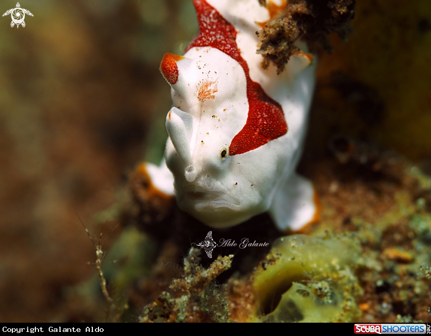 A Frogfish Juvenil - Skeleton shrimp
