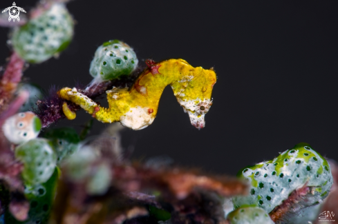 A Pontoh's pygmy seahorse