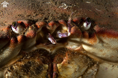 A Cancer pagurus | Edible crab