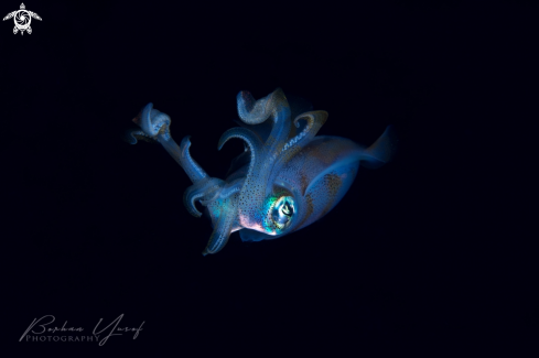 A Sepioteuthis lessoniana | Reef Squid