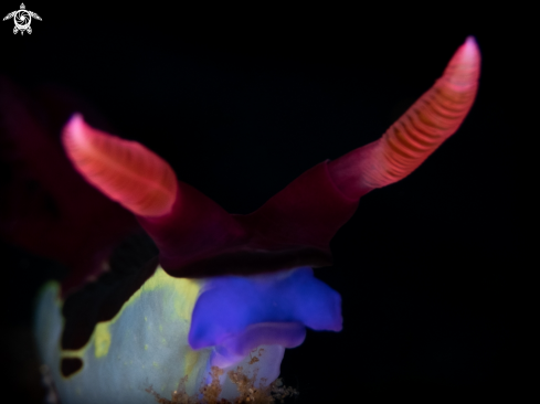 A Nembrotha chamberlaini | nudibranch