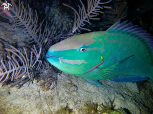 A  Sparisoma viride ? | Parrotfish