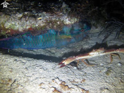 A Sparisoma viride ? | Parrotfish