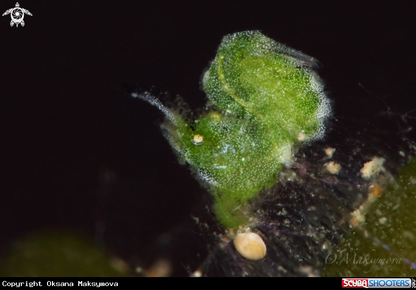 Little Green Shrimp (Phycocaris sp.)