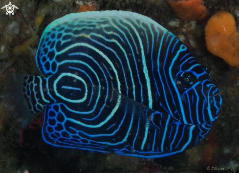A Pomacanthus imperator  | Emperor angelfish juvenile 