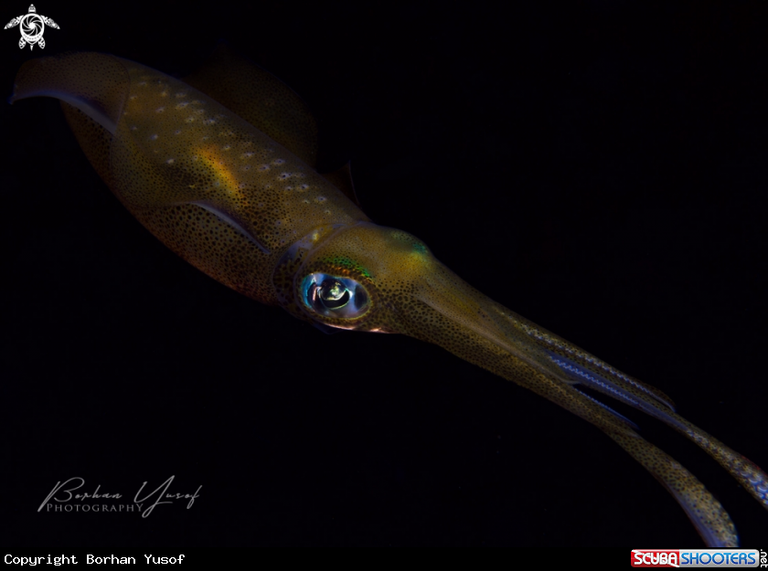 A Reef Squid