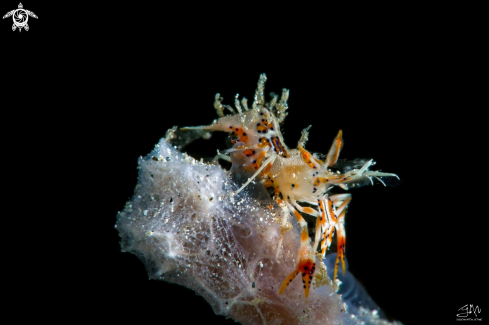 A Phyllognatia ceratophthalmus | Spiny tiger shrimp