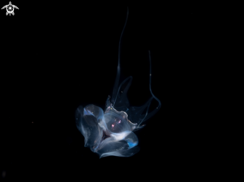A Cavolinia tridentata | sea butterfly