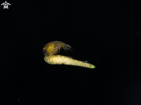 A Amphipod | sand flea