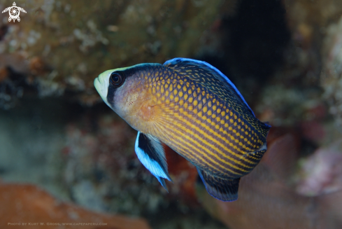A Spotted Dottyback