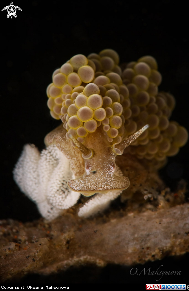 Nudibranch Doto ussi with eggs 