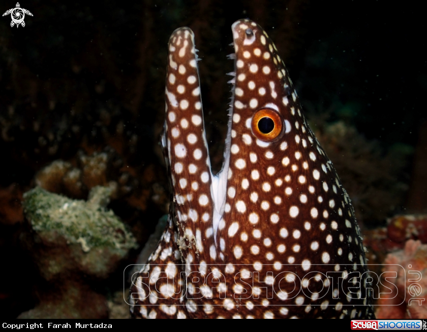 A White spotted moray eel