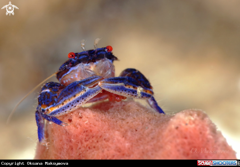 Blue sponge porcelain crab (Aliaporcellana sp.) Lembeh, Indonesia 