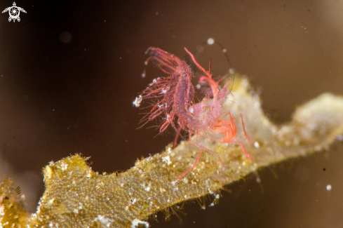 A Phycocaris simulans | Algae shrimp