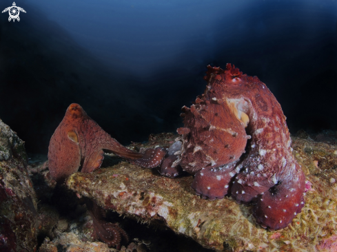 A Red octopuses