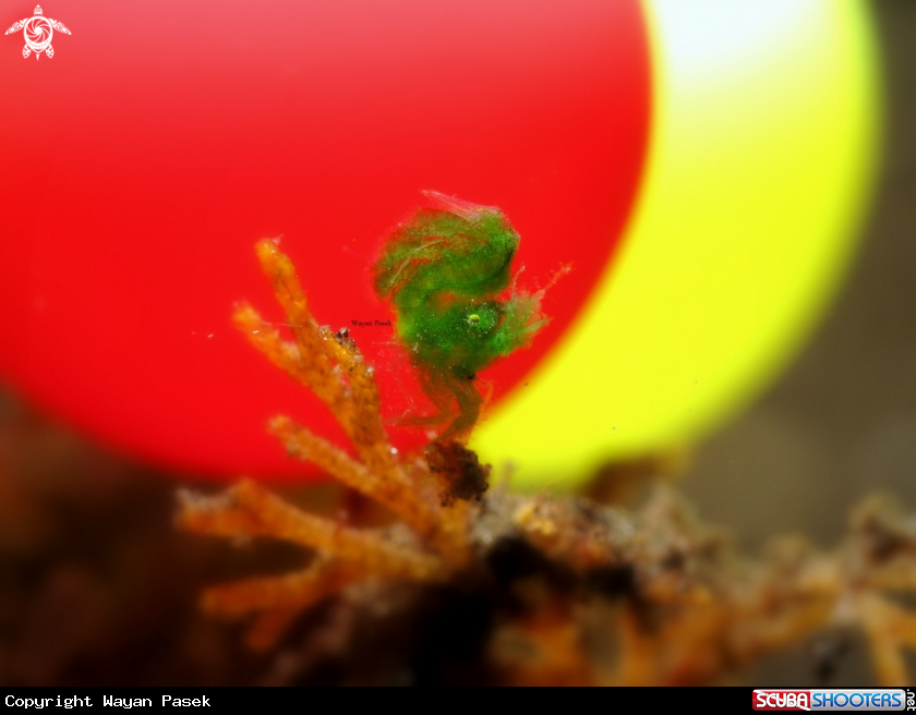 A Grean algae shrimp