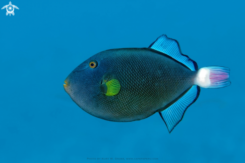 A Melichthys vidua | Trigger Fish