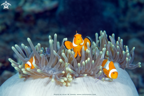 A Amphiprion Ocellaris | Clownfish