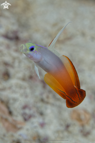 A Nemateleotris magnifica | Fire Dartfish