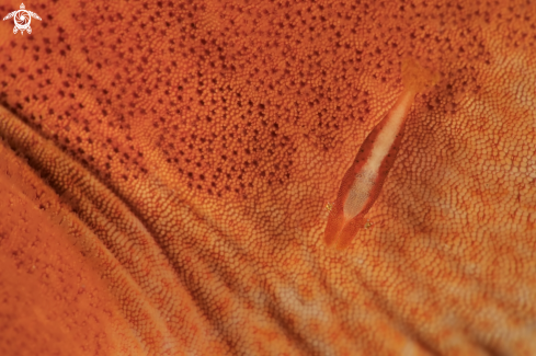 A Zenopontonia soror  | Commensal shrimp