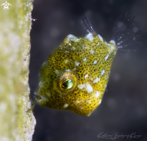 Juvenile Diamond Filefish