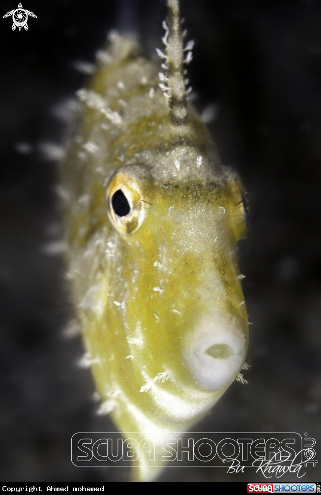 A Filefish 