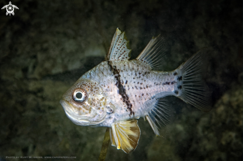 A Sphaeramia orbicularis, Orbicular Cardinalfish | Cardinal Fish