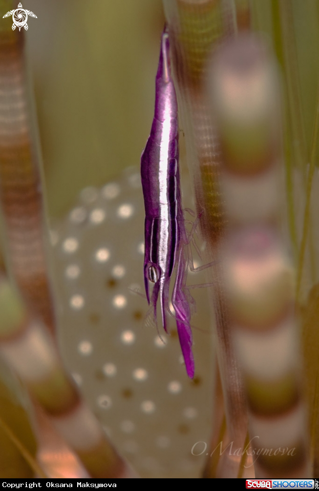 Whitestripe urchin shrimp 