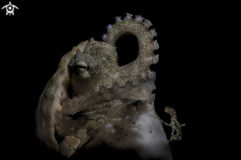 A Amphioctopus marginatus | coconut octopus 