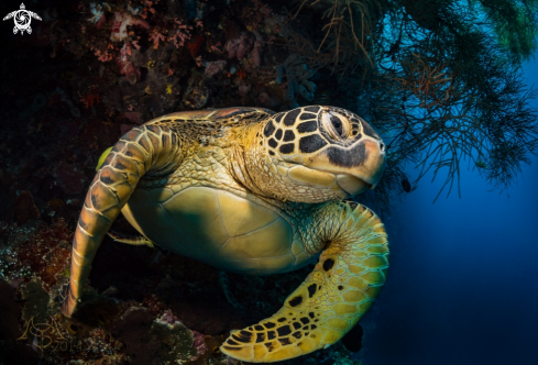 A Eretmochelys imbricata | Sea turtle