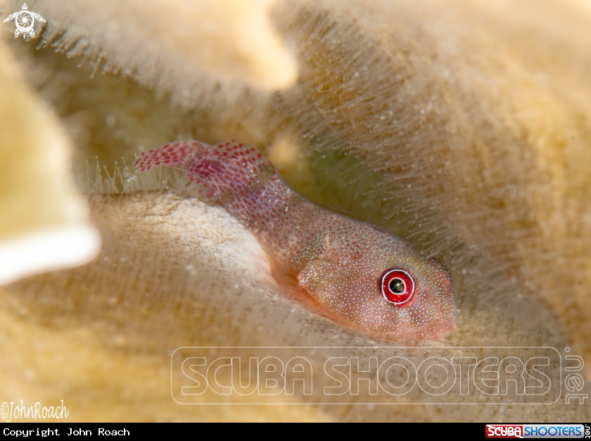 A Papillate Clingfish 