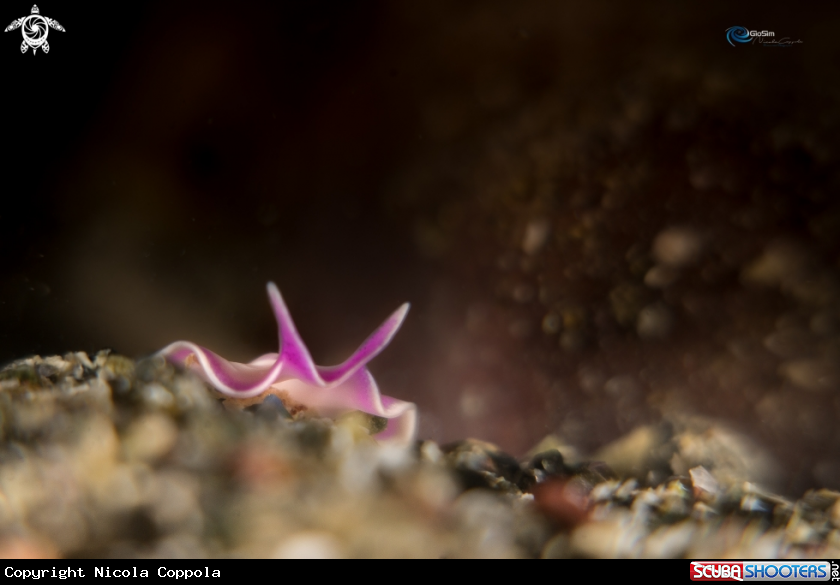 A Pink flatworm