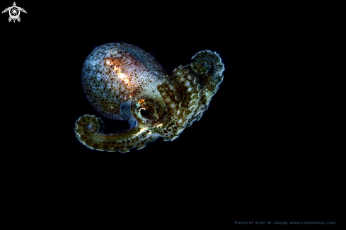 A Octopus, Para;arve | Octopus Paralaeve