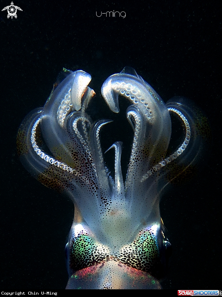 A Squid