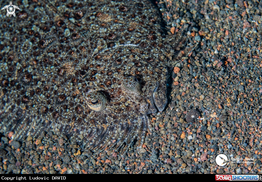 A Leopard Flounder
