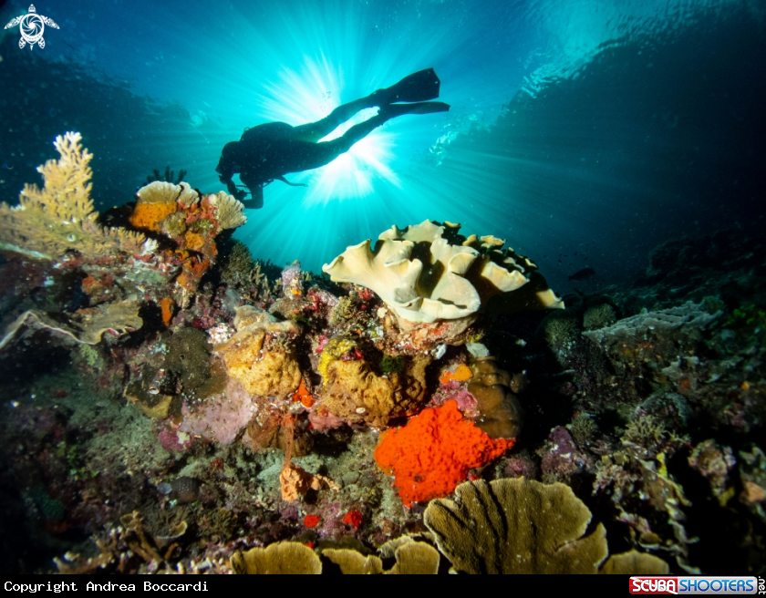 A Diver over corals