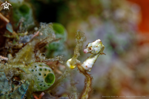 A Hippocampus pontohi | Pygmy Seahorse